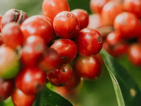 Finca Jabiru | Guatemala