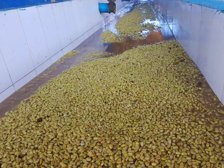 Ethiopia Muje Mesina