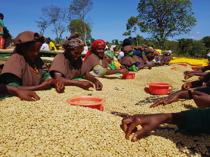 Ethiopia Muje Mesina
