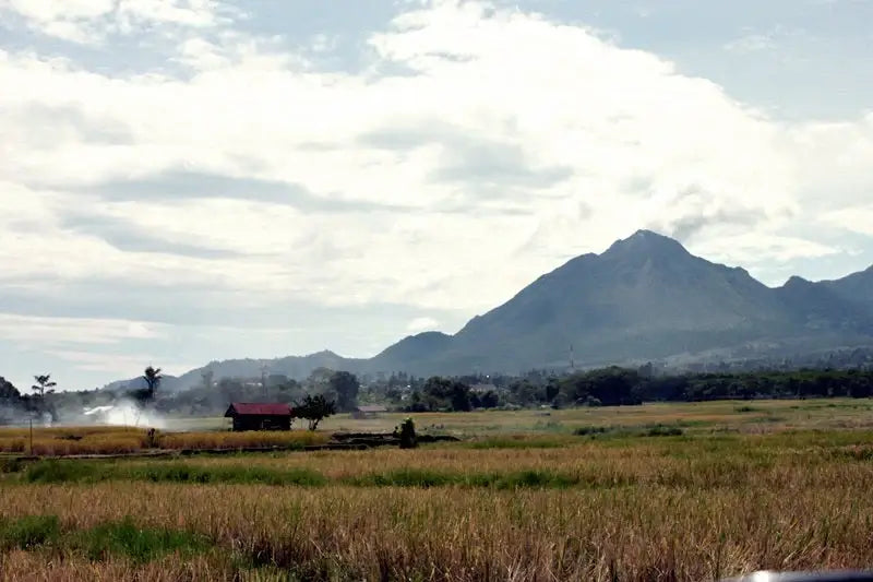 Gayo Mandheling | Indonesia