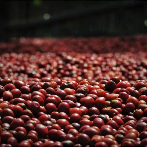 Cascara