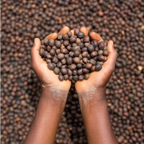 Cascara
