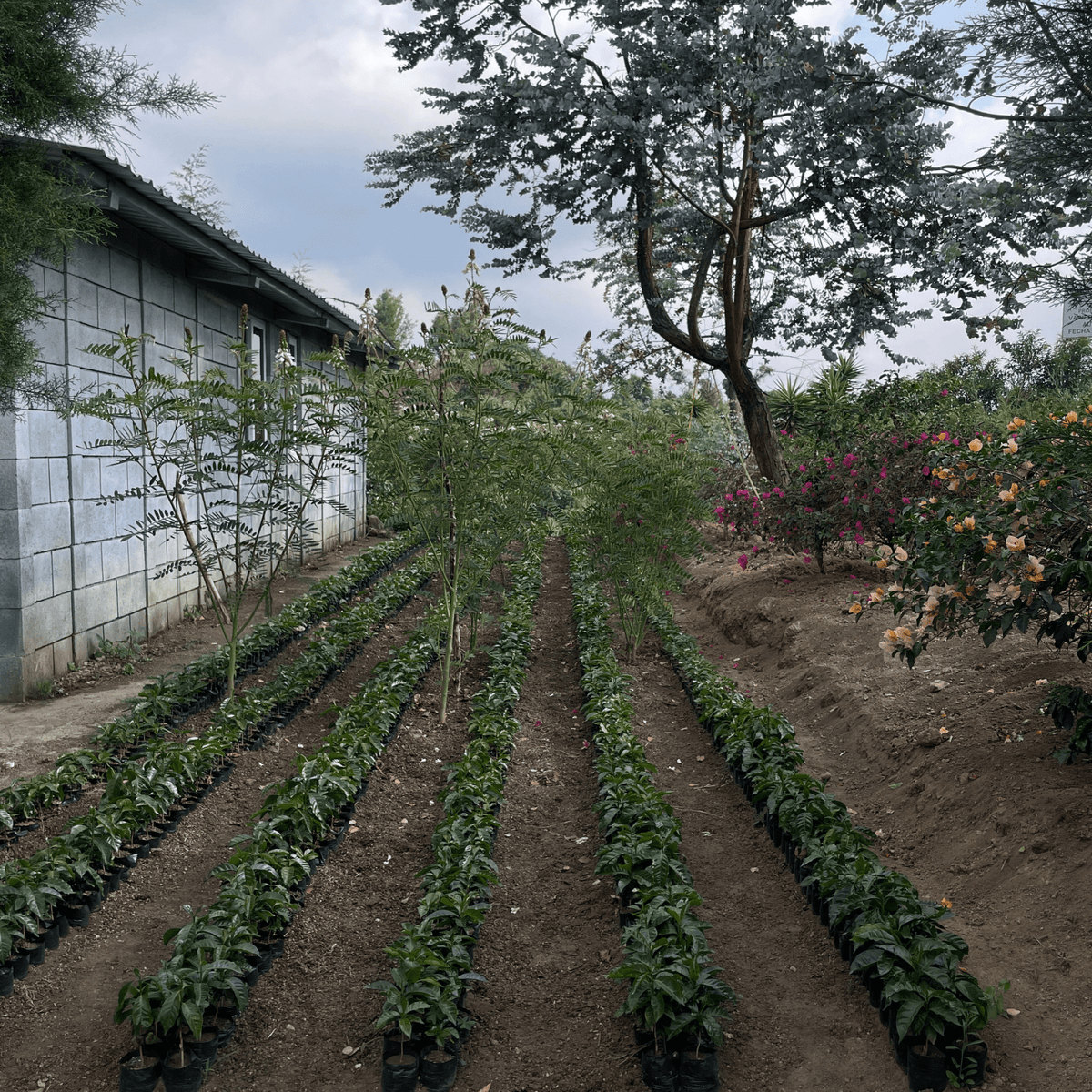 Guatemala Finca Buena Tierra