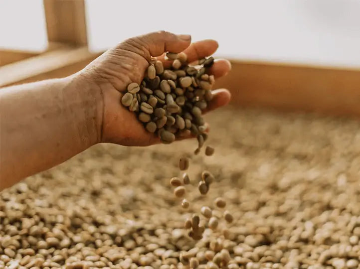 Finca Jabiru | Guatemala