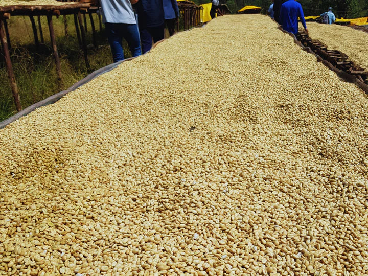 Ethiopia Muje Mesina