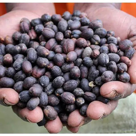 Gorilla Drugar | Uganda