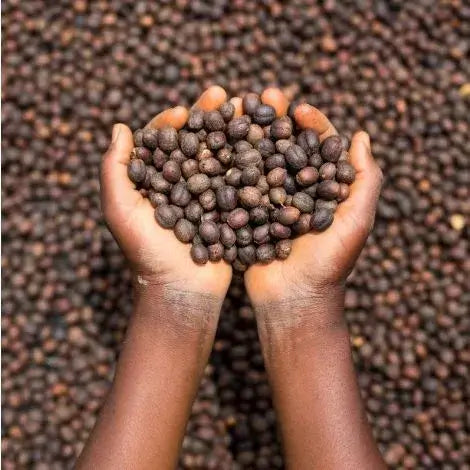 Cascara | Congo