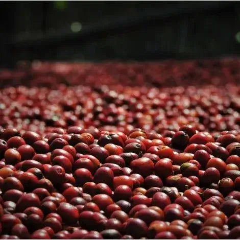 Cascara | Congo