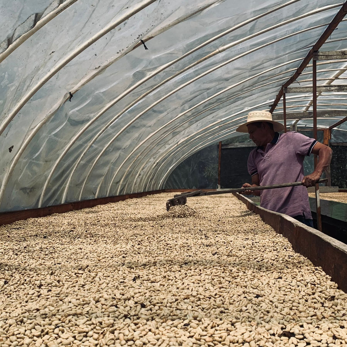 Honduras Finca El Paraiso