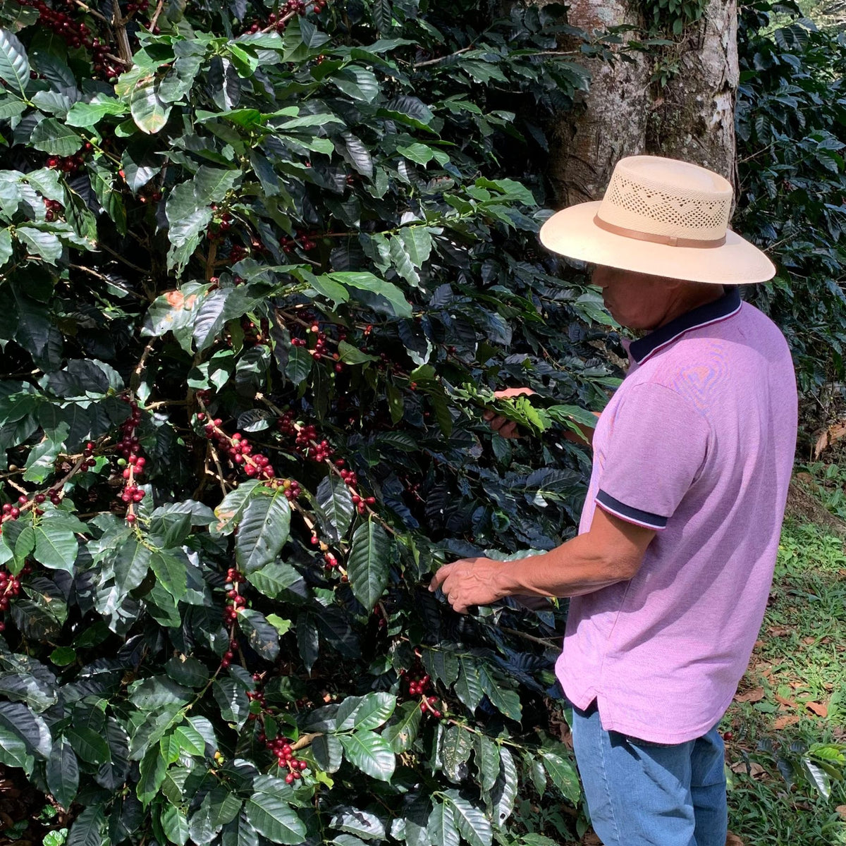 Honduras Finca El Paraiso