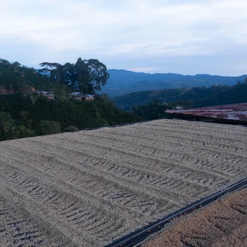 Colombia Finca Las Flores