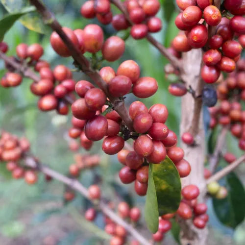 Colombia Finca Las Flores